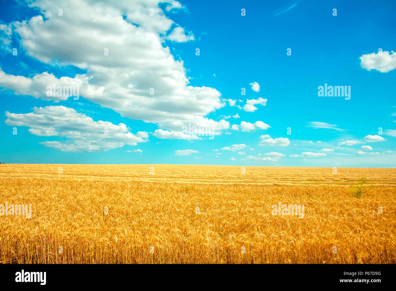 field of wheat and clouds in blue sky Stock Photo - Alamy