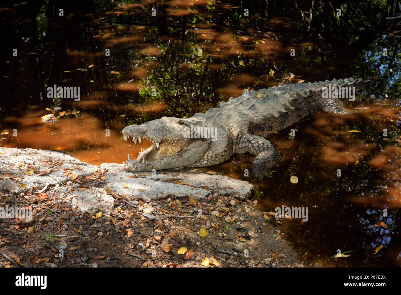 American Crocodile - Crocodylus acutus, Rainforest Jamaica, Crocodile leaving swampy lagoon Stock Photo