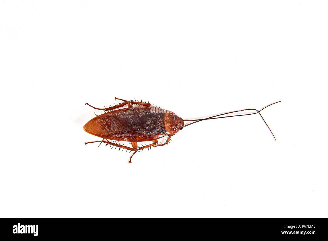 American cockroach ( Periplaneta americana) against a white background -  San Juan Cosala, Jalisco, Mexico Stock Photo