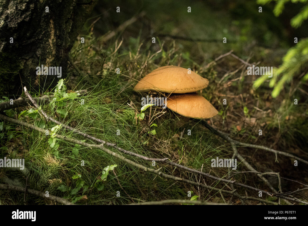 Fungo Porcino Mushrooms Funghi Boletus Edulis Fungi Porcini mushroom