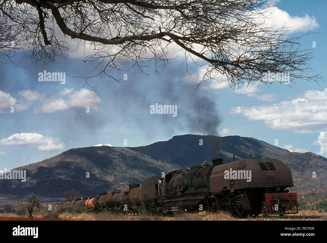 Big game at Voi. These East African Railway's Mountain Class Garratt 2-8-4 + 4-8-2 were one of the world's largest steam types. Built by Beyer Peacock Stock Photo