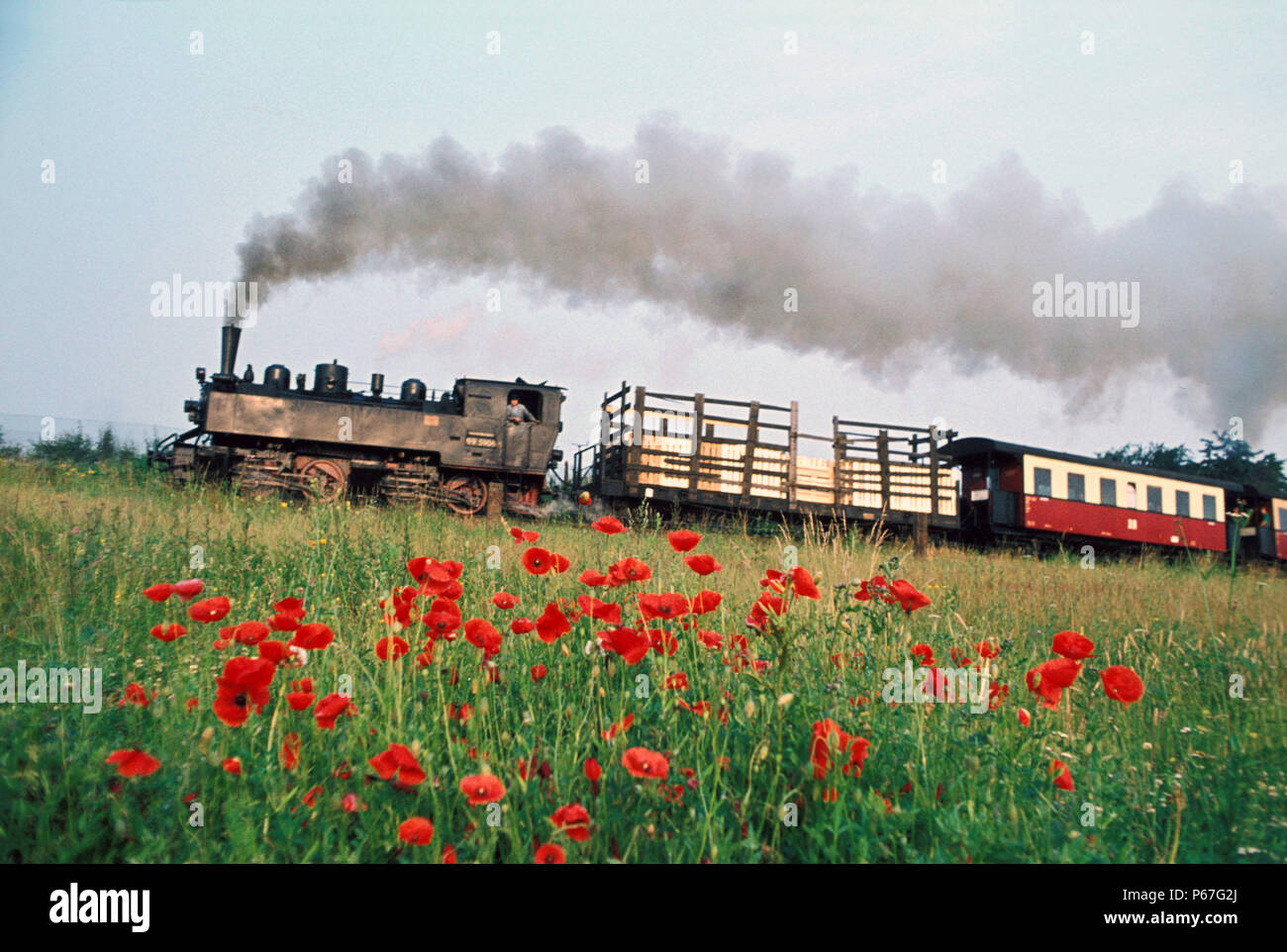 German Mallet at work on the Meter Gauge Selketalbahn in the Harz