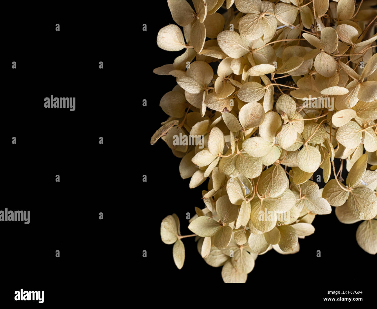 Melancholic dry hydrangea flowers. Faded.Time passing concept. Stock Photo