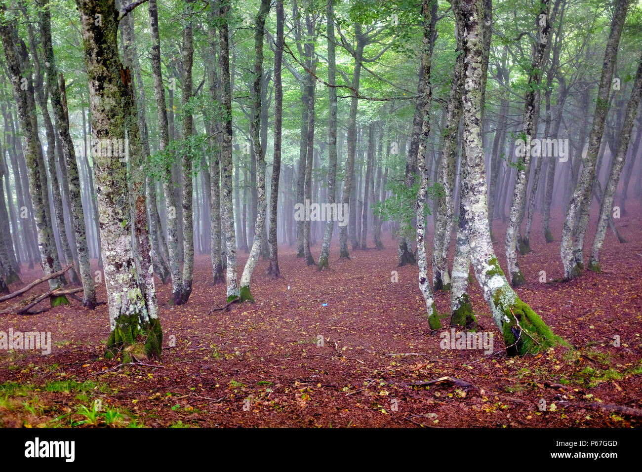 Forest trees near the Col de Bentarte on the Way of Saint James (Camino de Santiago), Arnéguy, Pyrénées-Atlantiques, France Stock Photo