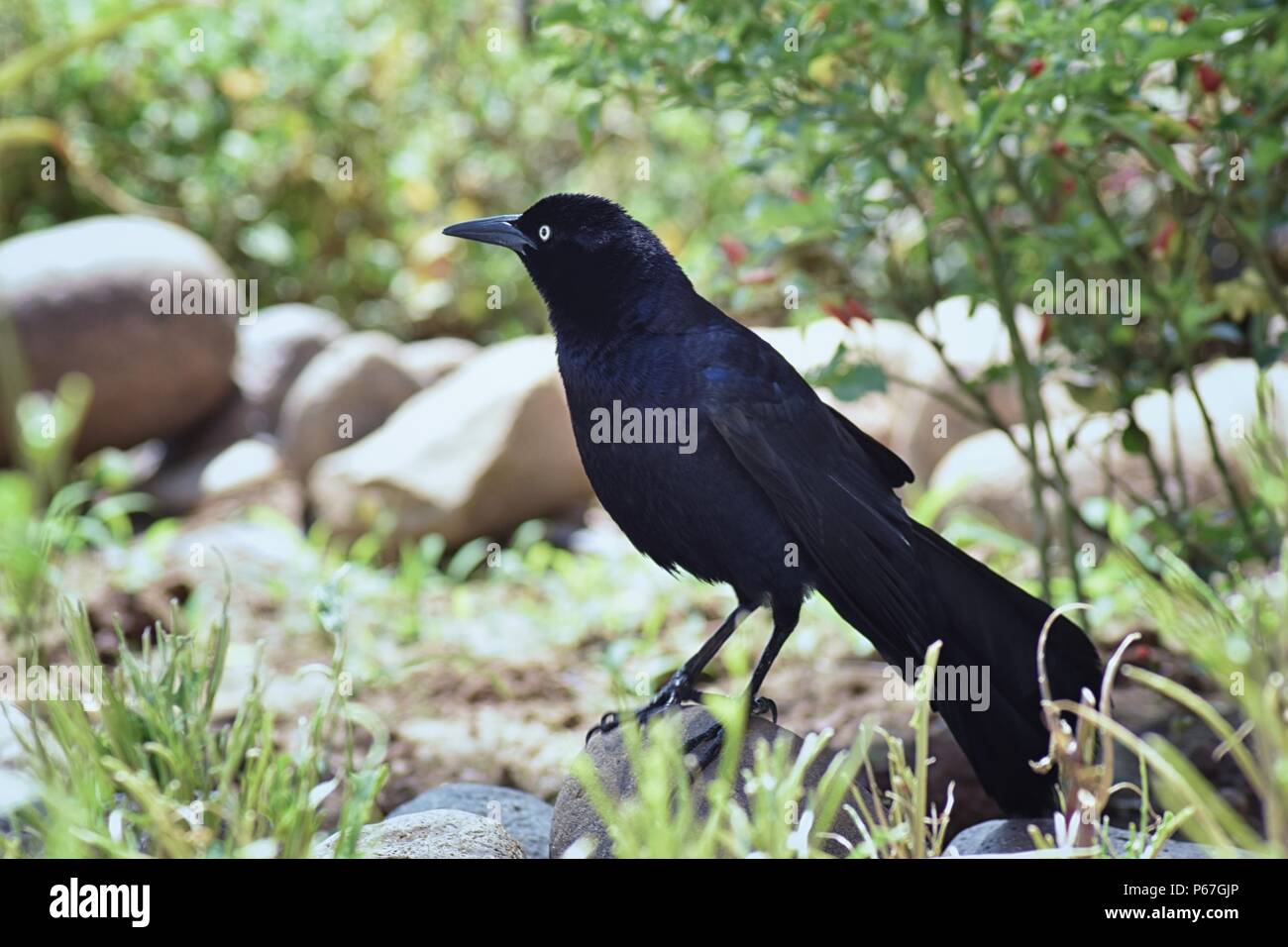 Great-tailed Grackle bird close up in Puerto Vallarta Mexico Stock Photo -  Alamy