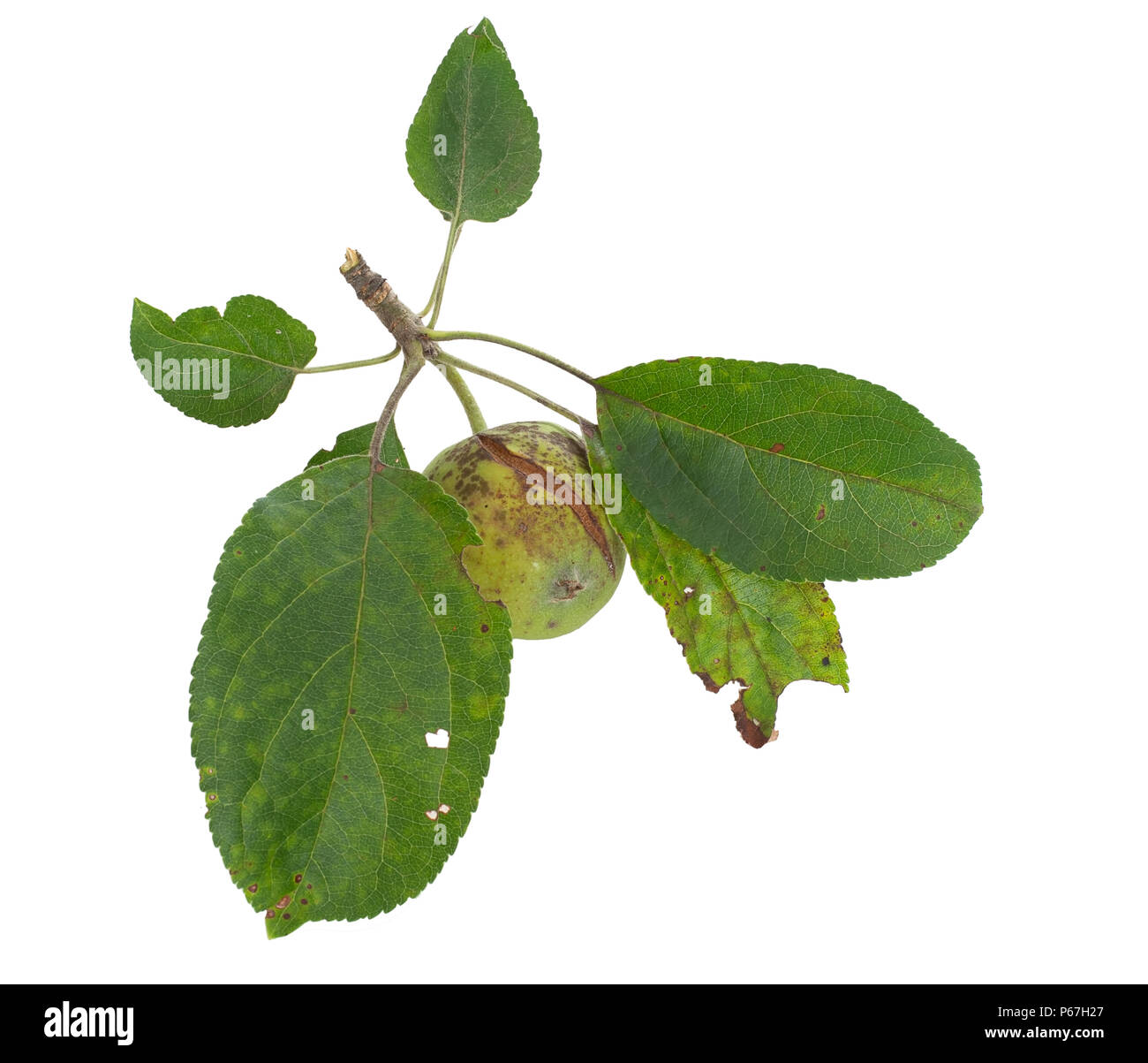 Seriously unwell apple tree. Fruit brown and split, yellow spots on leaves. Scab.. Stock Photo