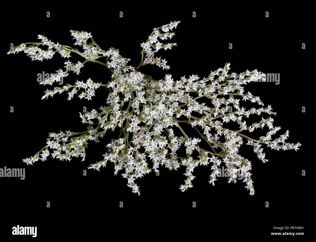 Limonium  dumosum - tartaricum, tiny starry flowers. Variety of statice. Studio isolated on black. Stock Photo