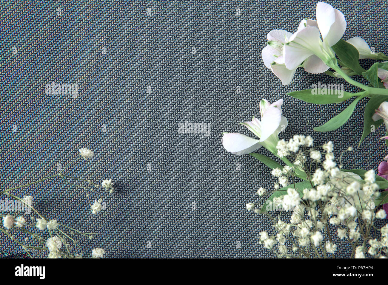 White spring flowers on gray background Stock Photo