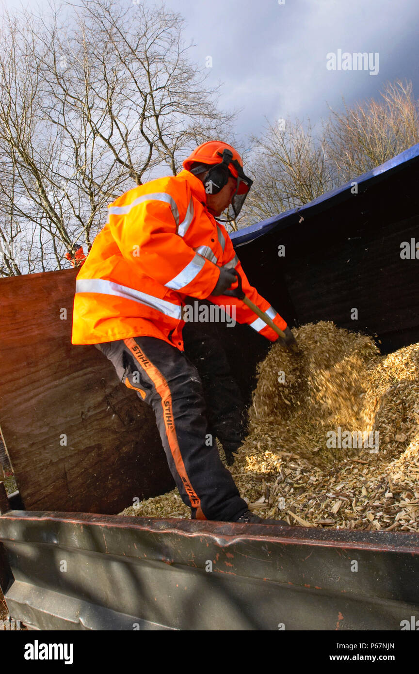 Tree surgeon spreading chipped timber Stock Photo