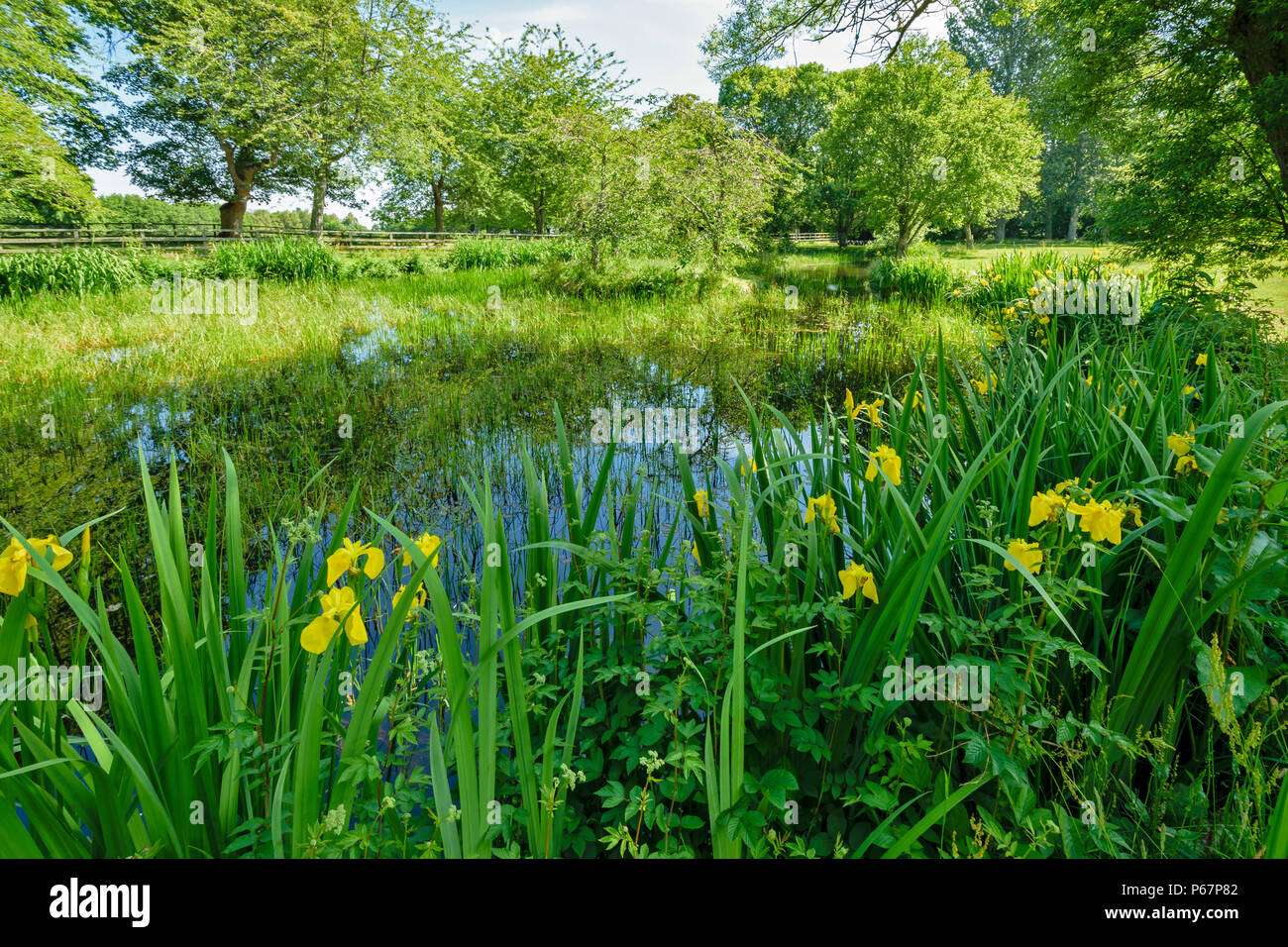 CAWDOR CASTLE NAIRN SCOTLAND SMALL LAKE NEAR THE CASTLE WITH YELLOW FLOWERS OF THE IRIS Stock Photo