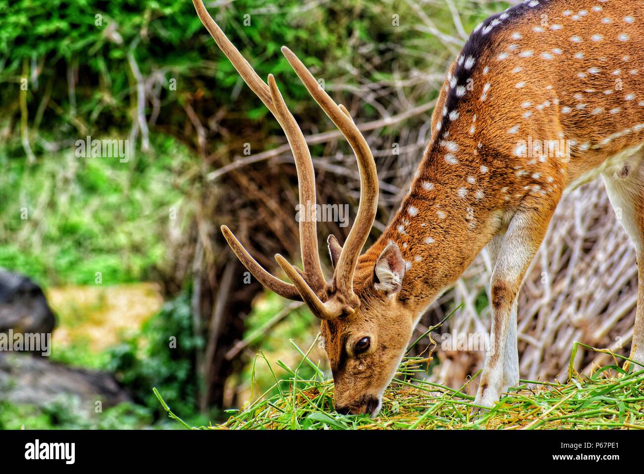 Barasingha Deer Stock Photo Alamy
