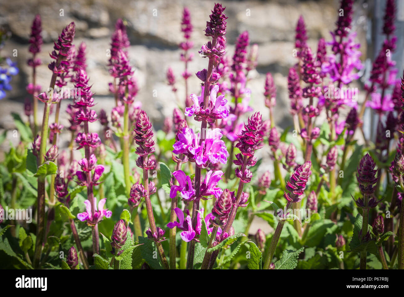 A cluster of flower spikes of Salvia Rose Marvel in June UK Stock Photo