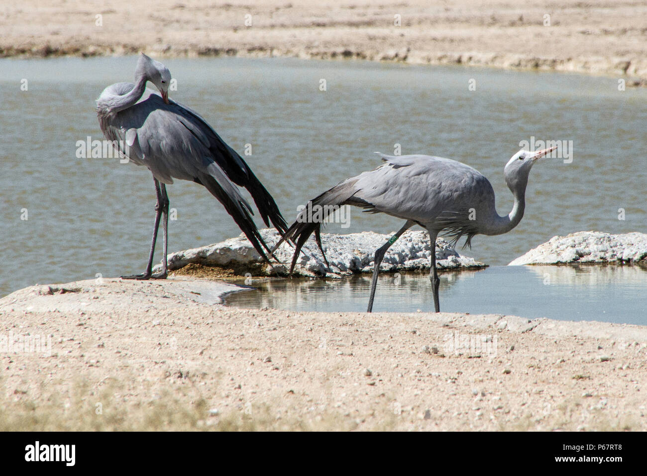 Two endangered Blue Cranes - Anthropoides Paradiseus - by waterhole in Etosha National Park. Stock Photo