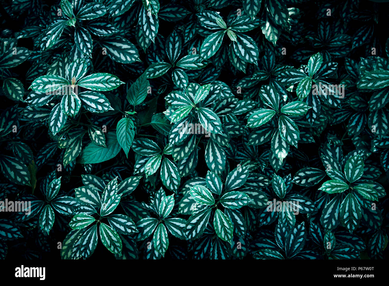 Tropical green leaves on dark background Stock Photo - Alamy