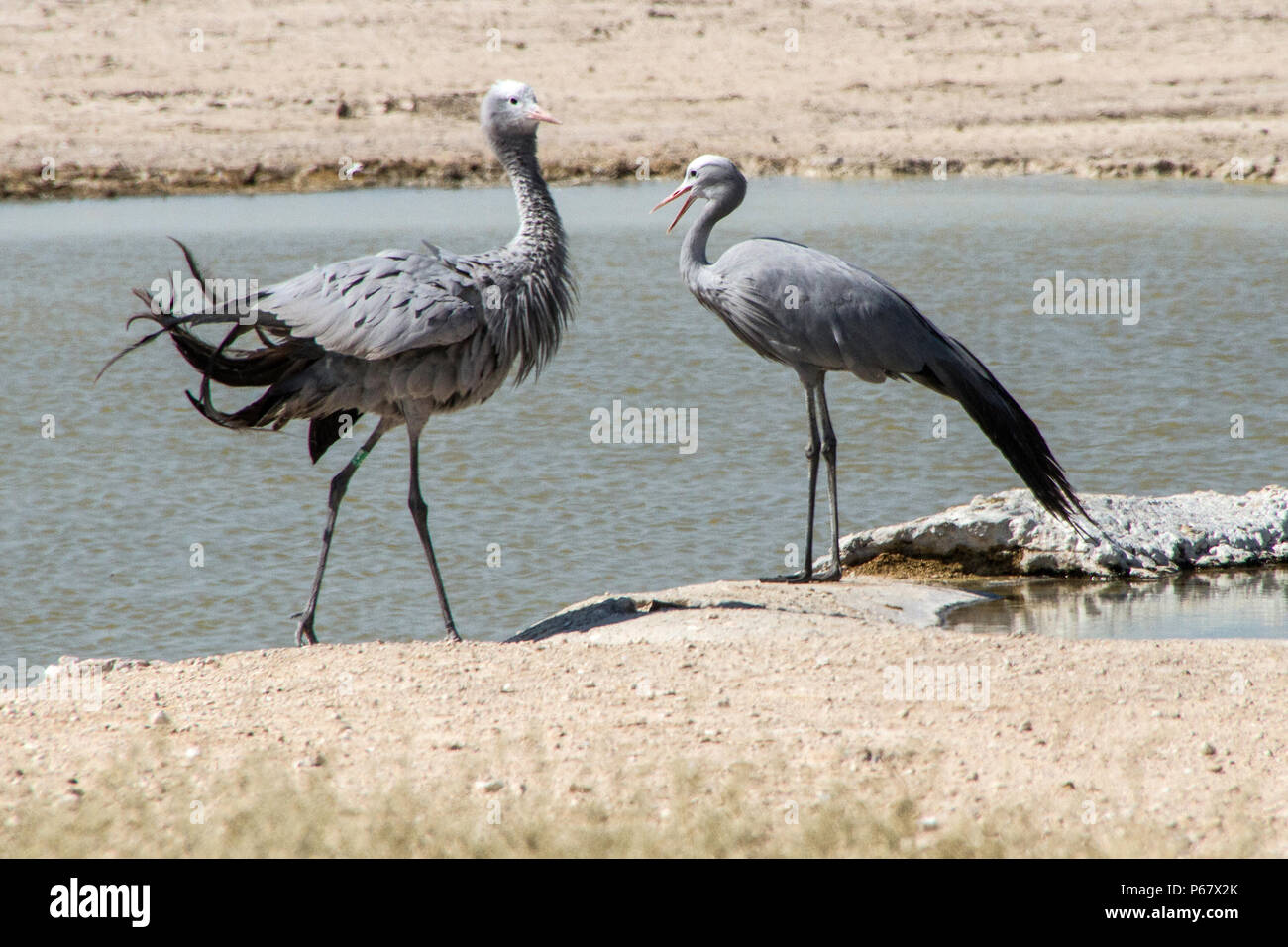 Two endangered Blue Cranes - Anthropoides Paradiseus - displaying by waterhole in Etosha National Park. Stock Photo