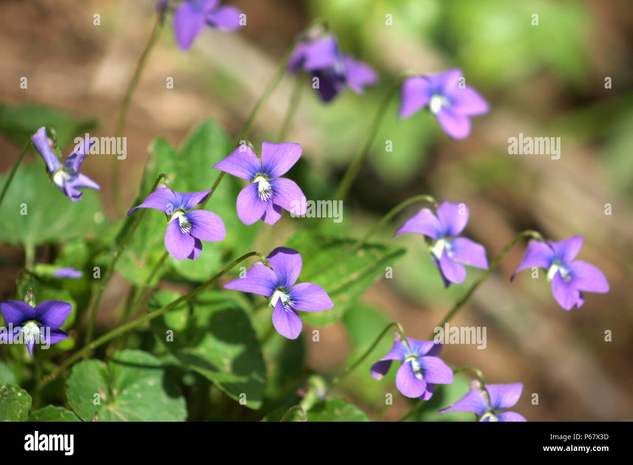 Close up of Violet flowers (Viola Odorata) Stock Photo