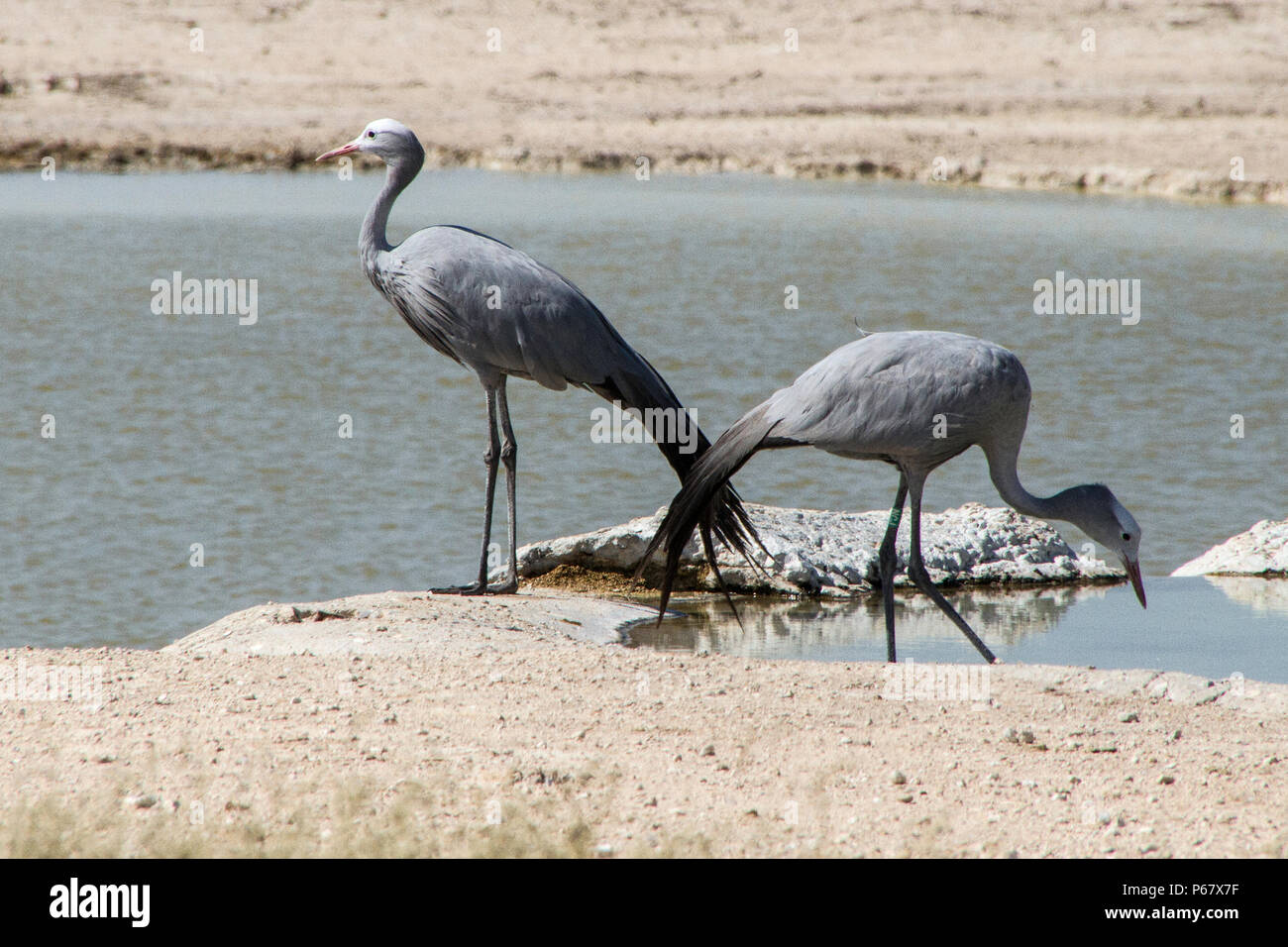 Two endangered Blue Cranes - Anthropoides Paradiseus - by waterhole in Etosha National Park. Stock Photo