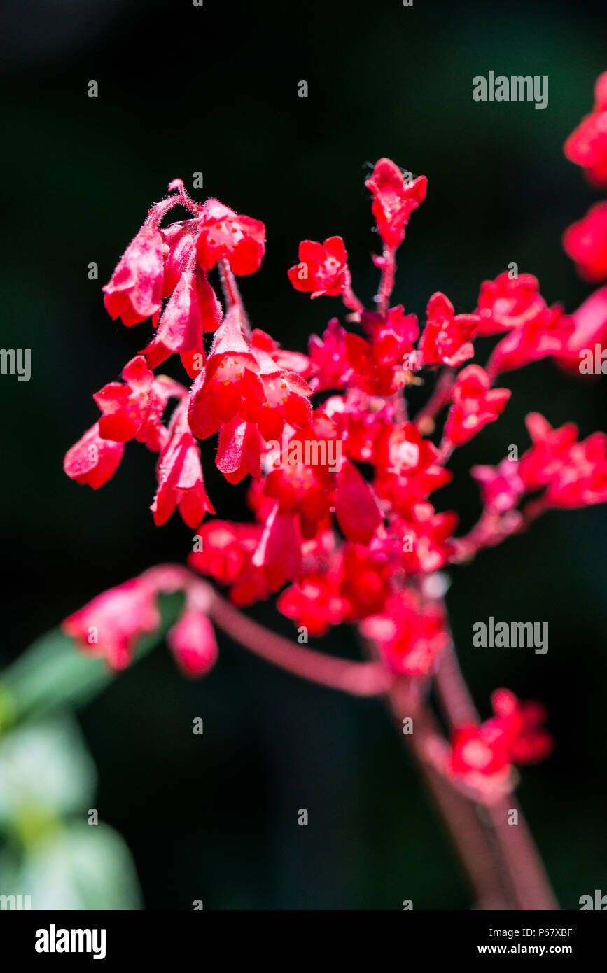 A close up of the flowers of a Heuchera 'Red Spangles' Stock Photo