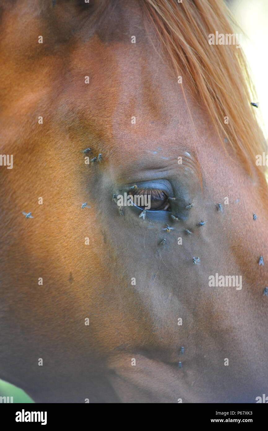 Horses being bothered by flies Summer Stock Photo