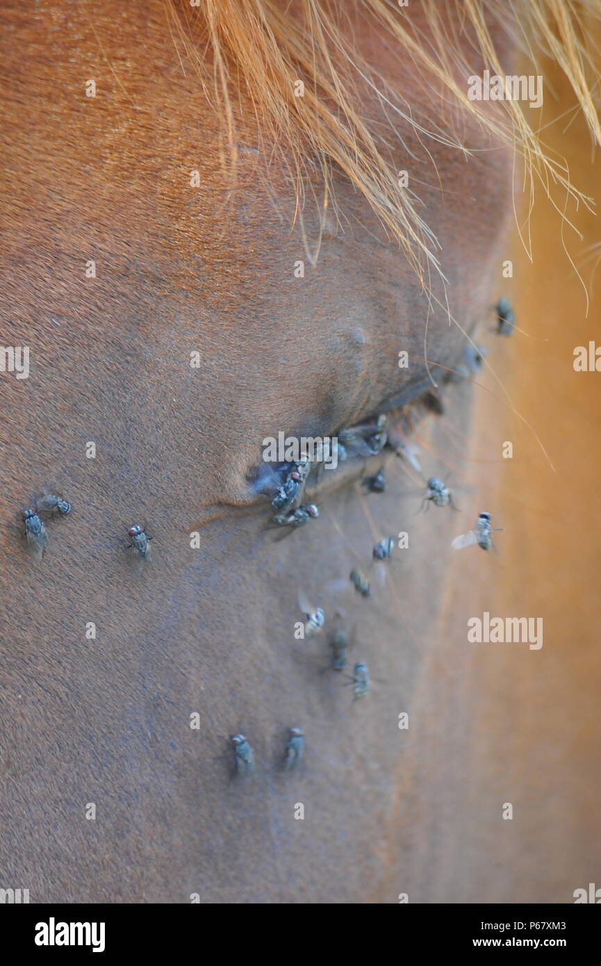 Horses being bothered by flies Summer Stock Photo