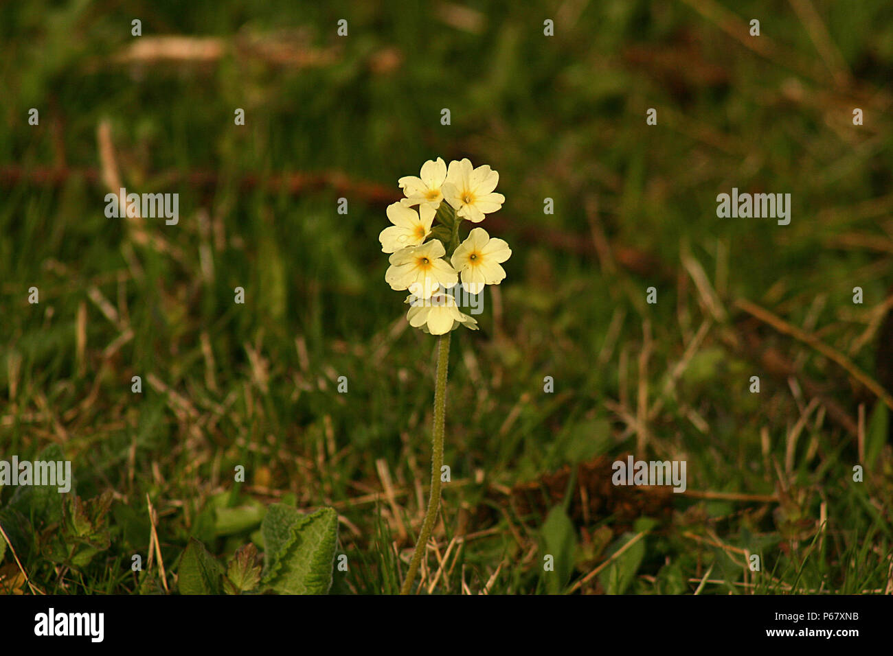 Primula flower in spring Stock Photo