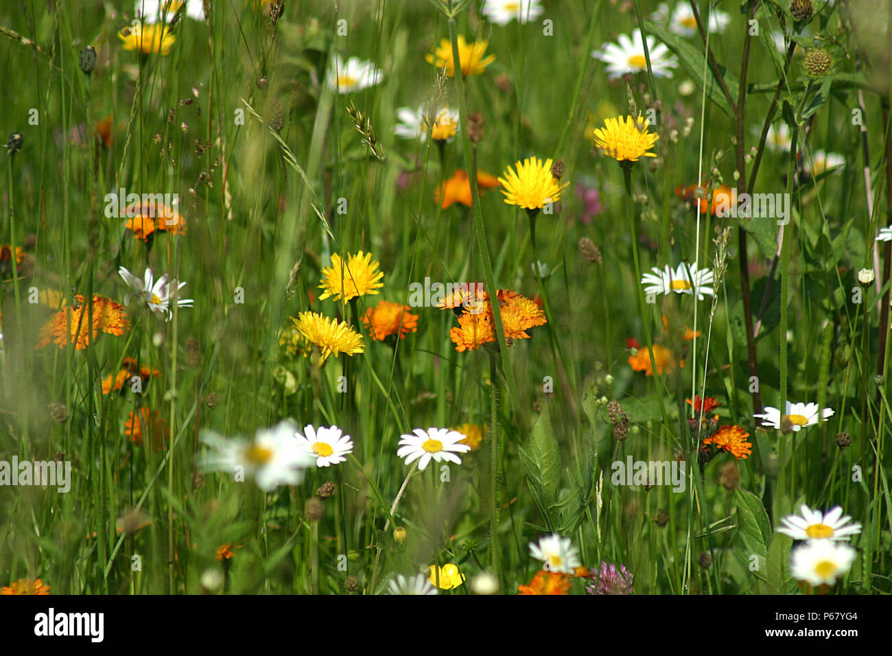 Common Weeds Sonchus High Resolution Stock Photography and Images - Alamy