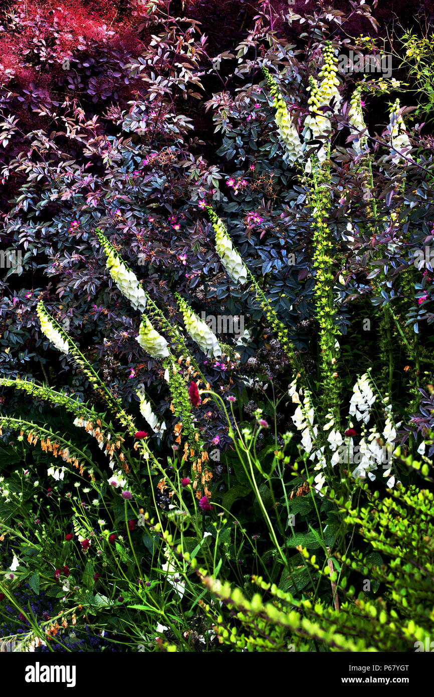 English country garden, Norfolk, England. Stock Photo