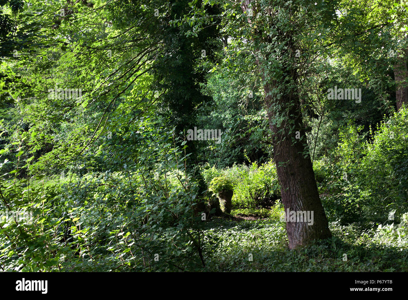 Leafy woodland hi-res stock photography and images - Alamy