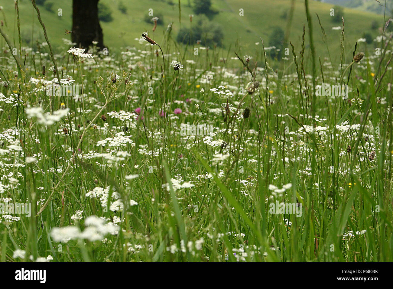 Beautiful wildflowers and grasses meadow Stock Photo - Alamy