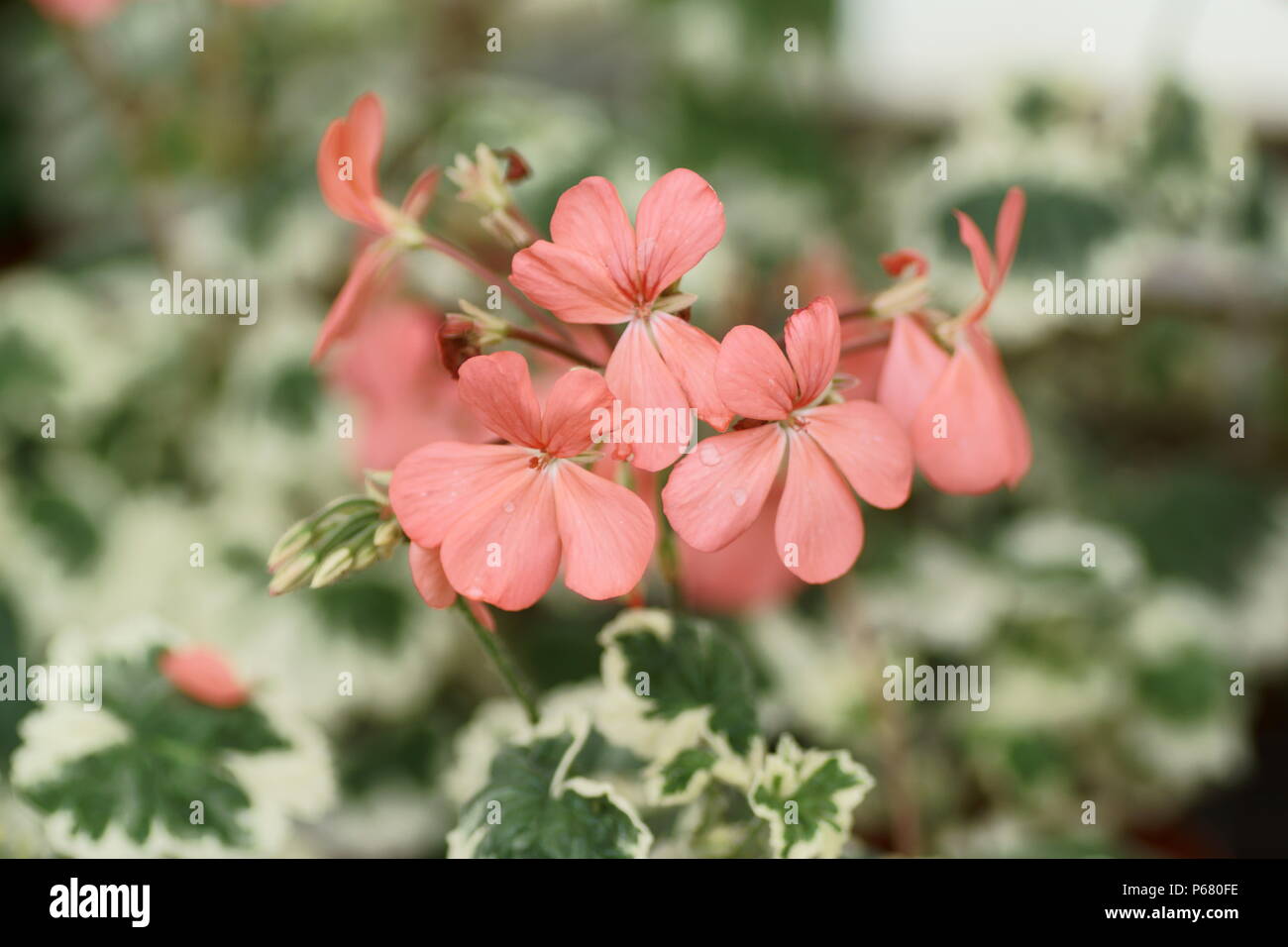 Pelargonium 'Frank Headley' Stock Photo Alamy