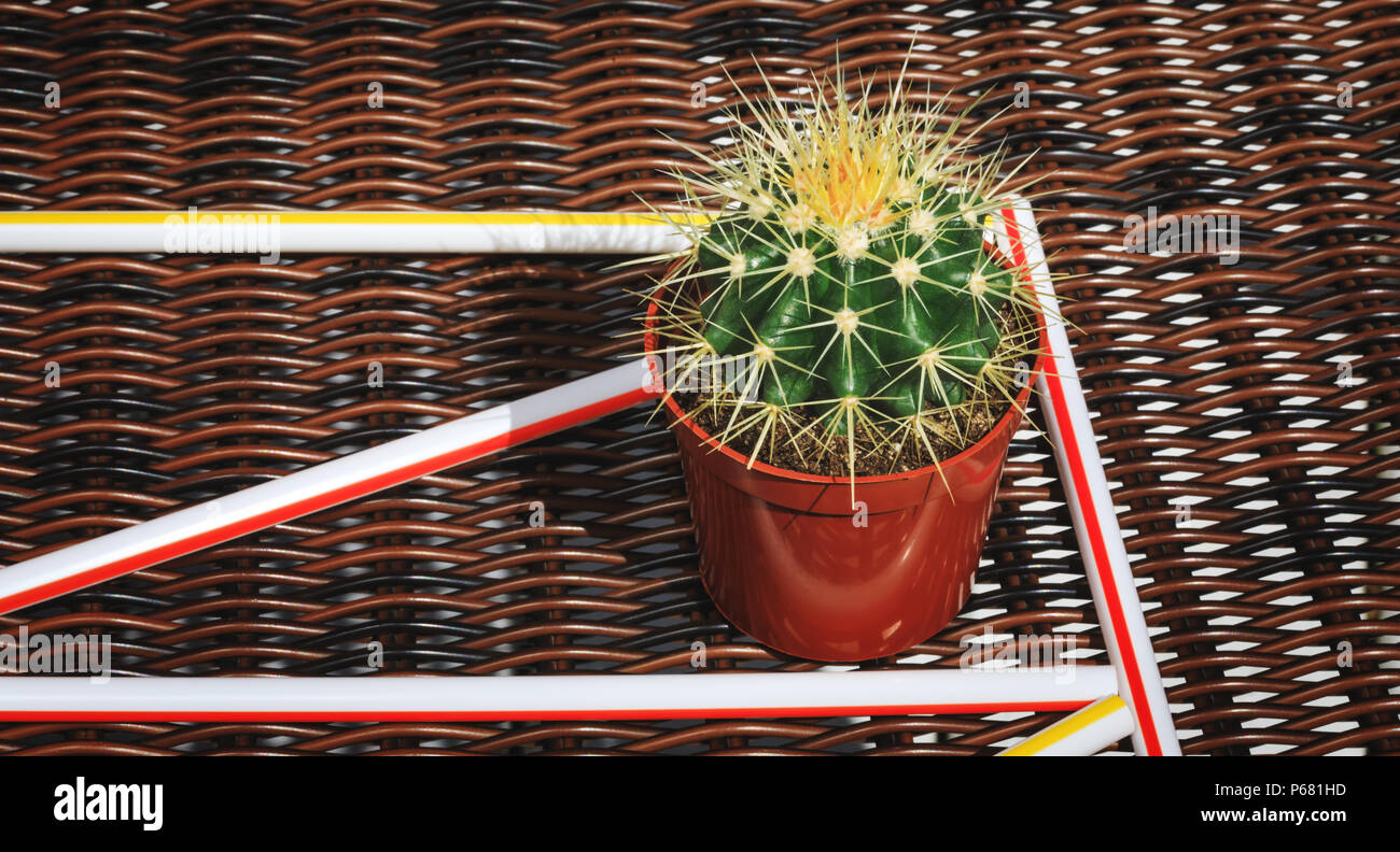 meneer cactus Cactus | Cereus forbesii monstrose crest | Ming Thing