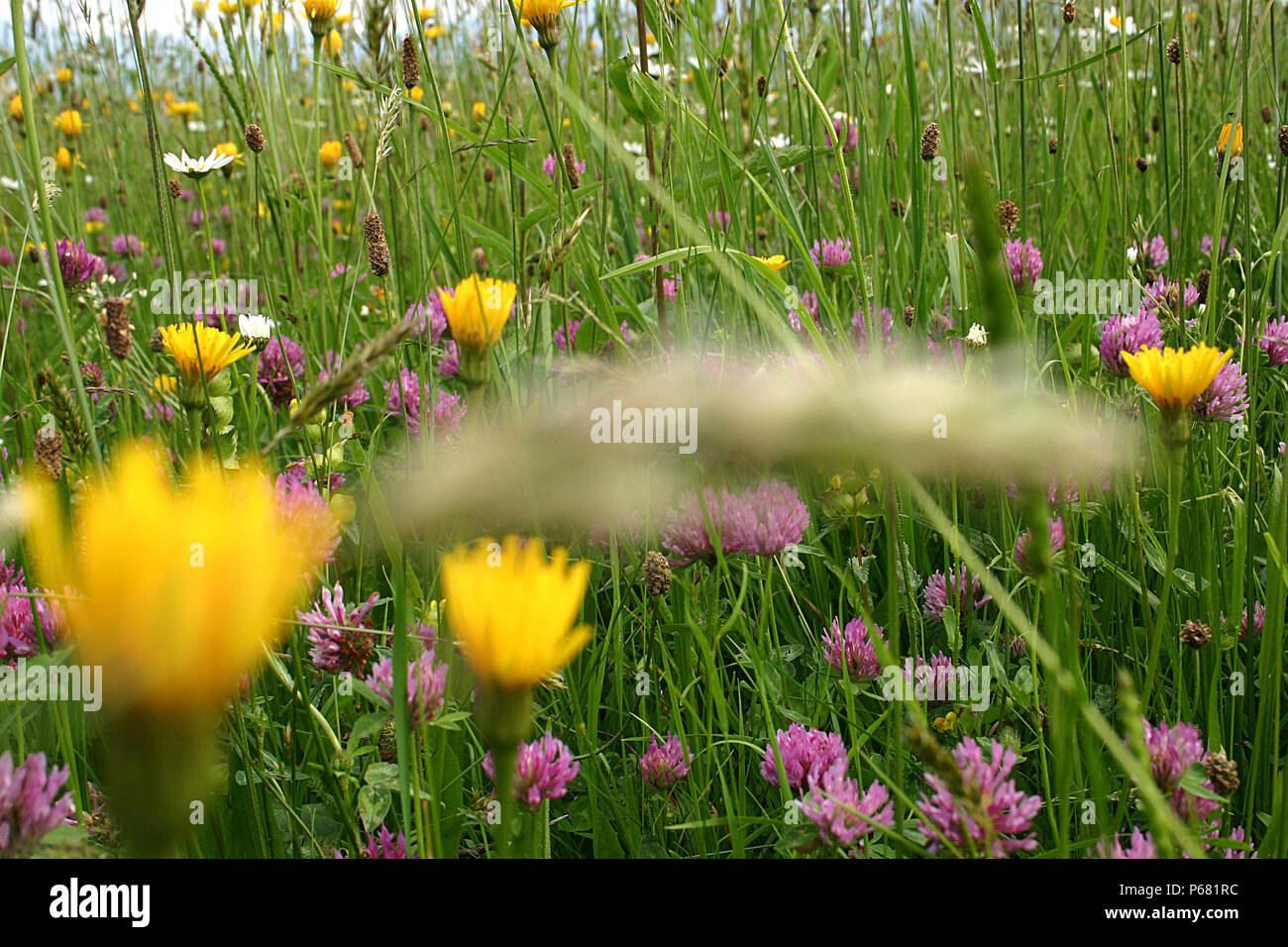 Beautiful wildflowers and grasses meadow Stock Photo - Alamy