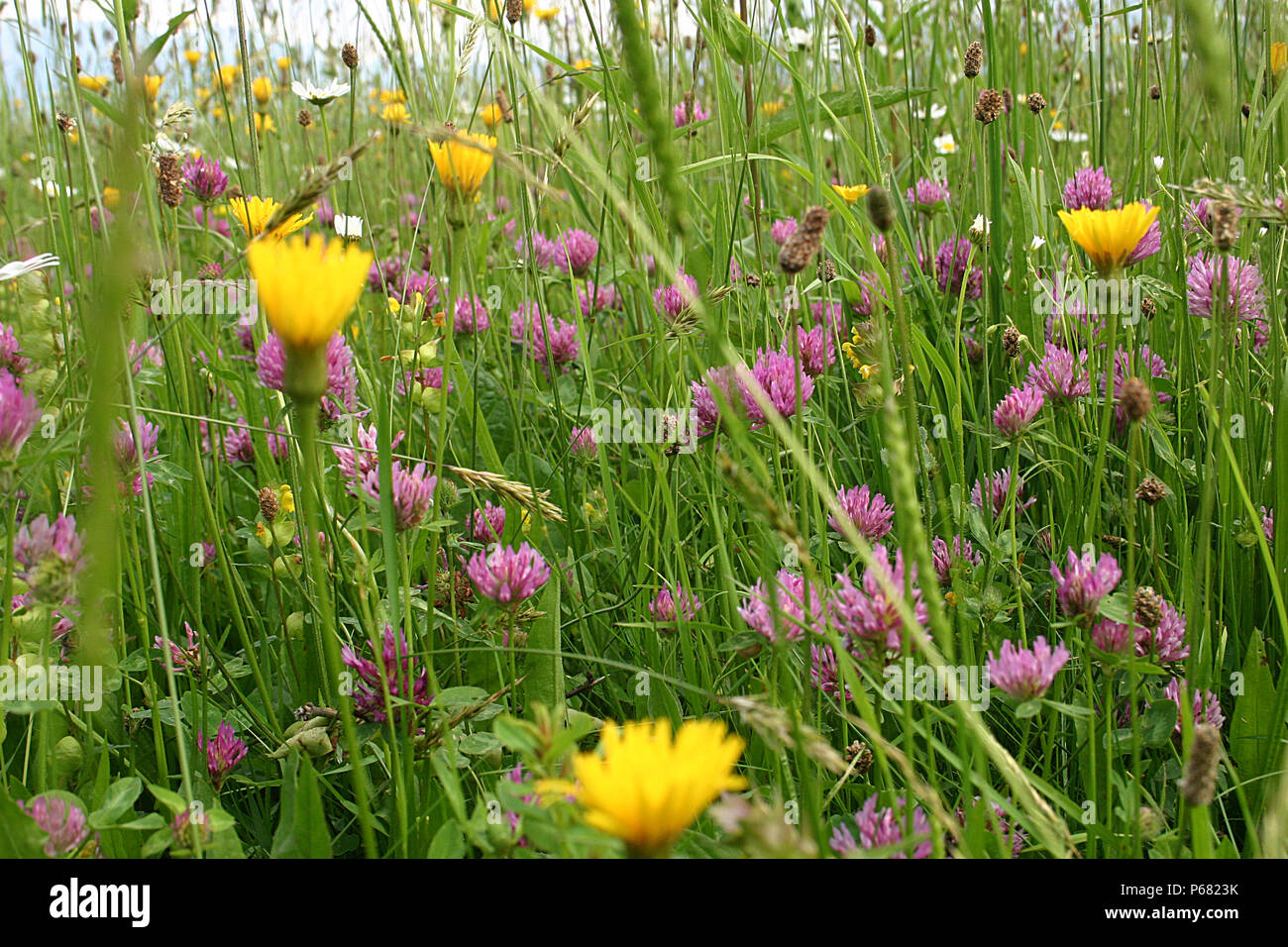 Beautiful wildflowers and grasses meadow Stock Photo - Alamy