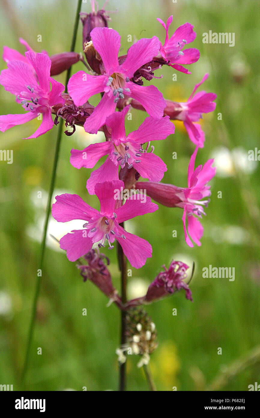 Catchflies (Silene Viscaria/ Lychnis viscaria) flowers Stock Photo