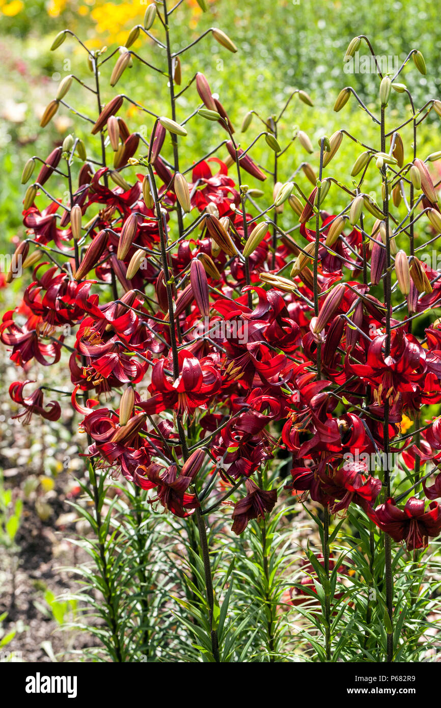 Asiatic Lily Lilium "Red Velvet" Lilies Red Lily Asiatic lilies Summer Border Garden Flower Bed Flowering Flowers Blooming Growing plants June Red Stock Photo
