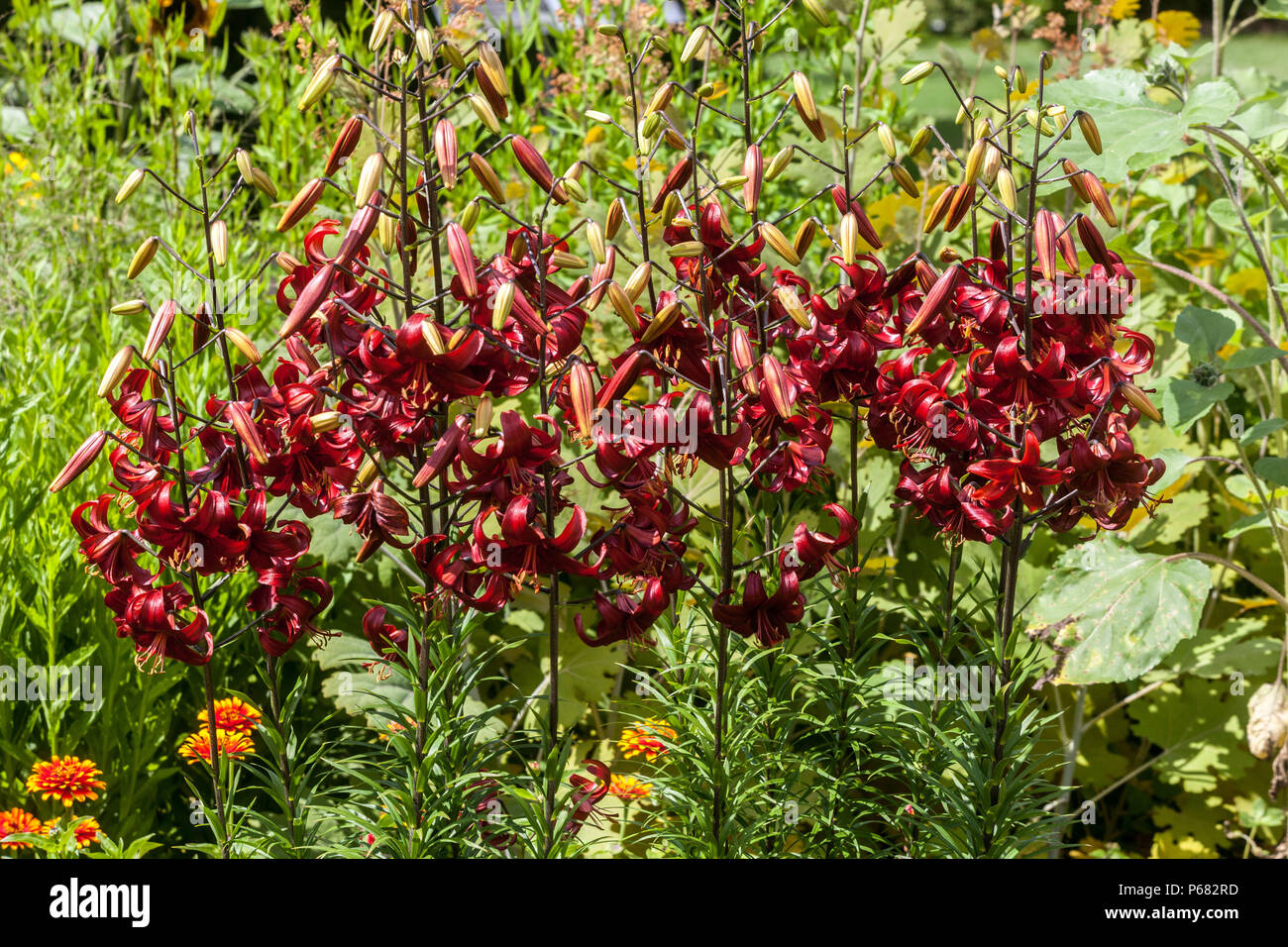 Asiatic Lily, Lilium " Red Velvet ", Lilies Stock Photo Alamy