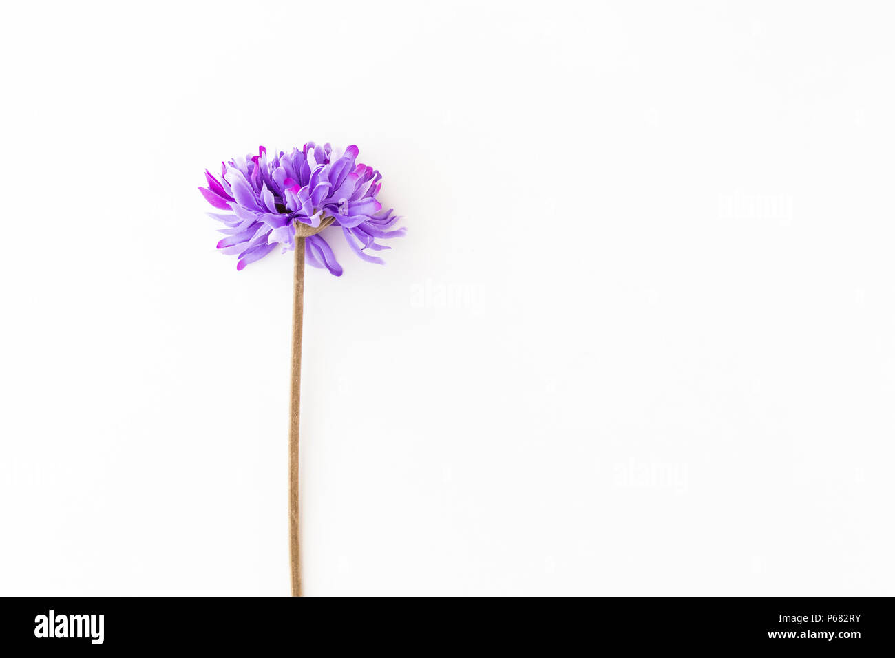 A Dandelion isolated on white background Stock Photo