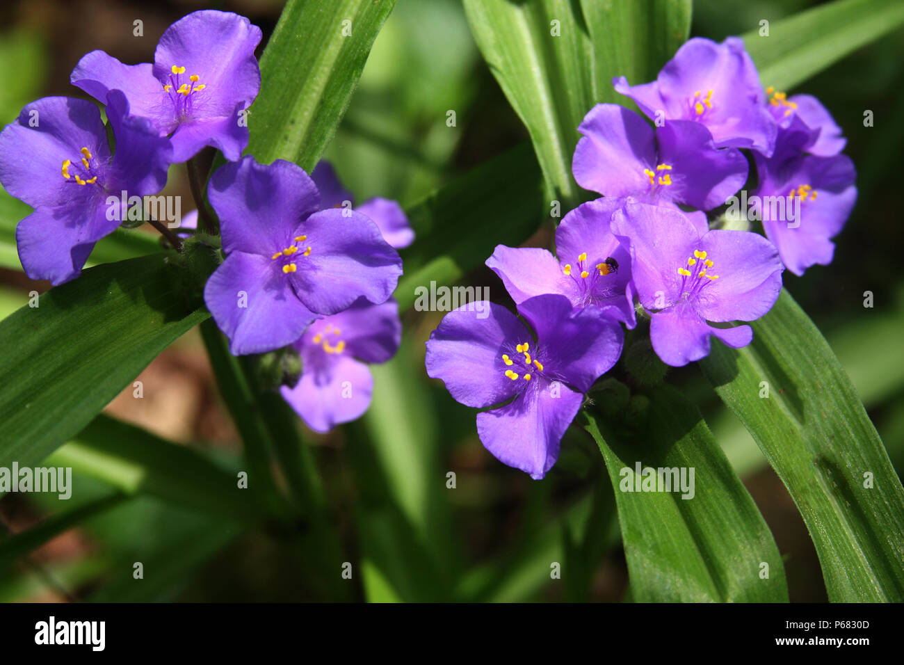 Purple spiderwort flower Stock Photo Alamy