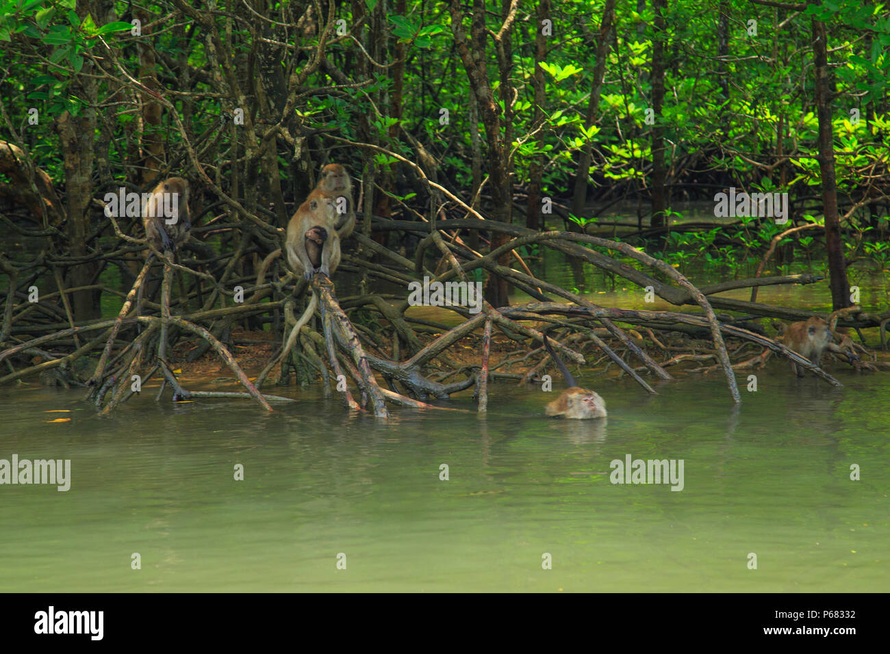 Macaques in the Mangrove - photographed during the Langkawi Mangrove Tour Stock Photo