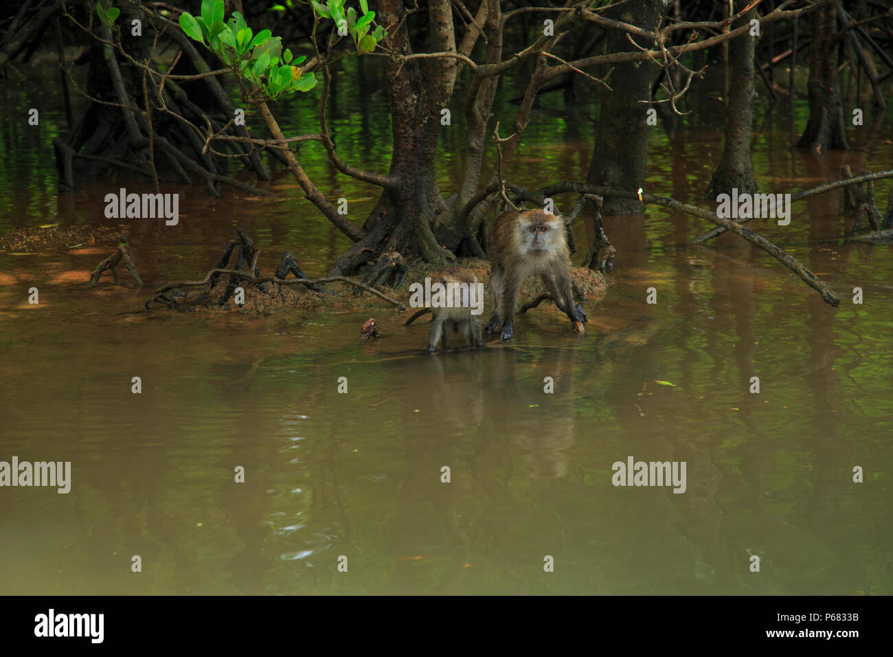 Macaques in the Mangrove - photographed during the Langkawi Mangrove Tour Stock Photo