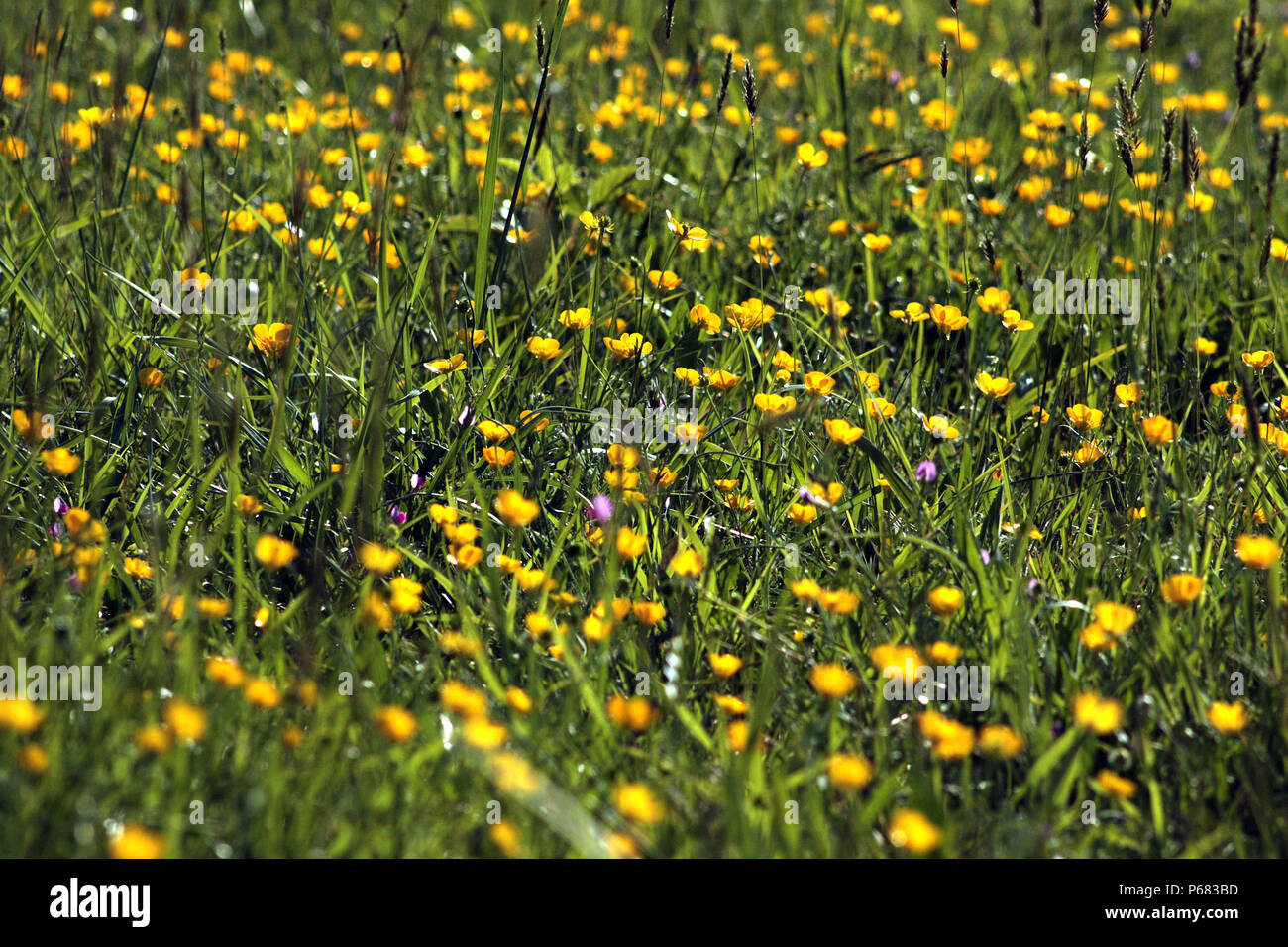 Buttercups meadow Stock Photo