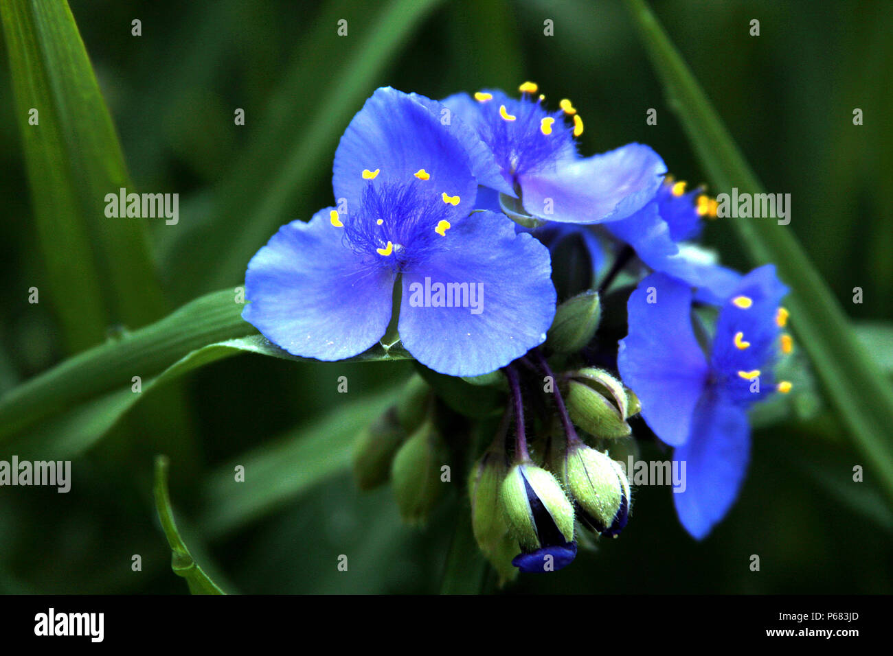 Blue Spiderwort flowers Stock Photo