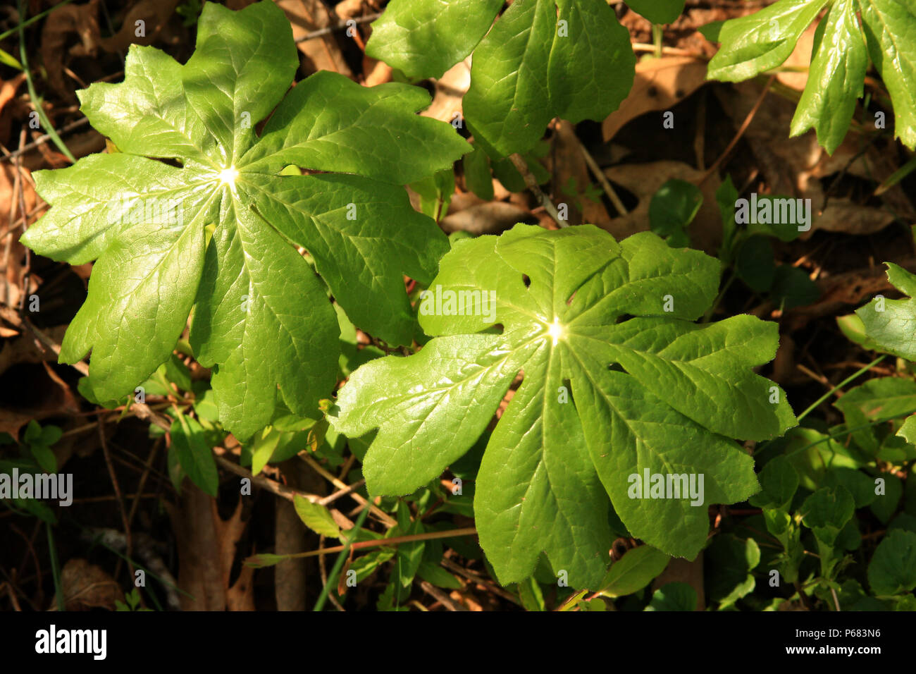 Podophyllum/ Mayapple colony in the woods Stock Photo Alamy