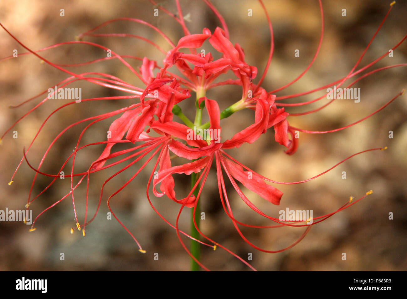 Red spider lily (Lycoris radiata) Stock Photo