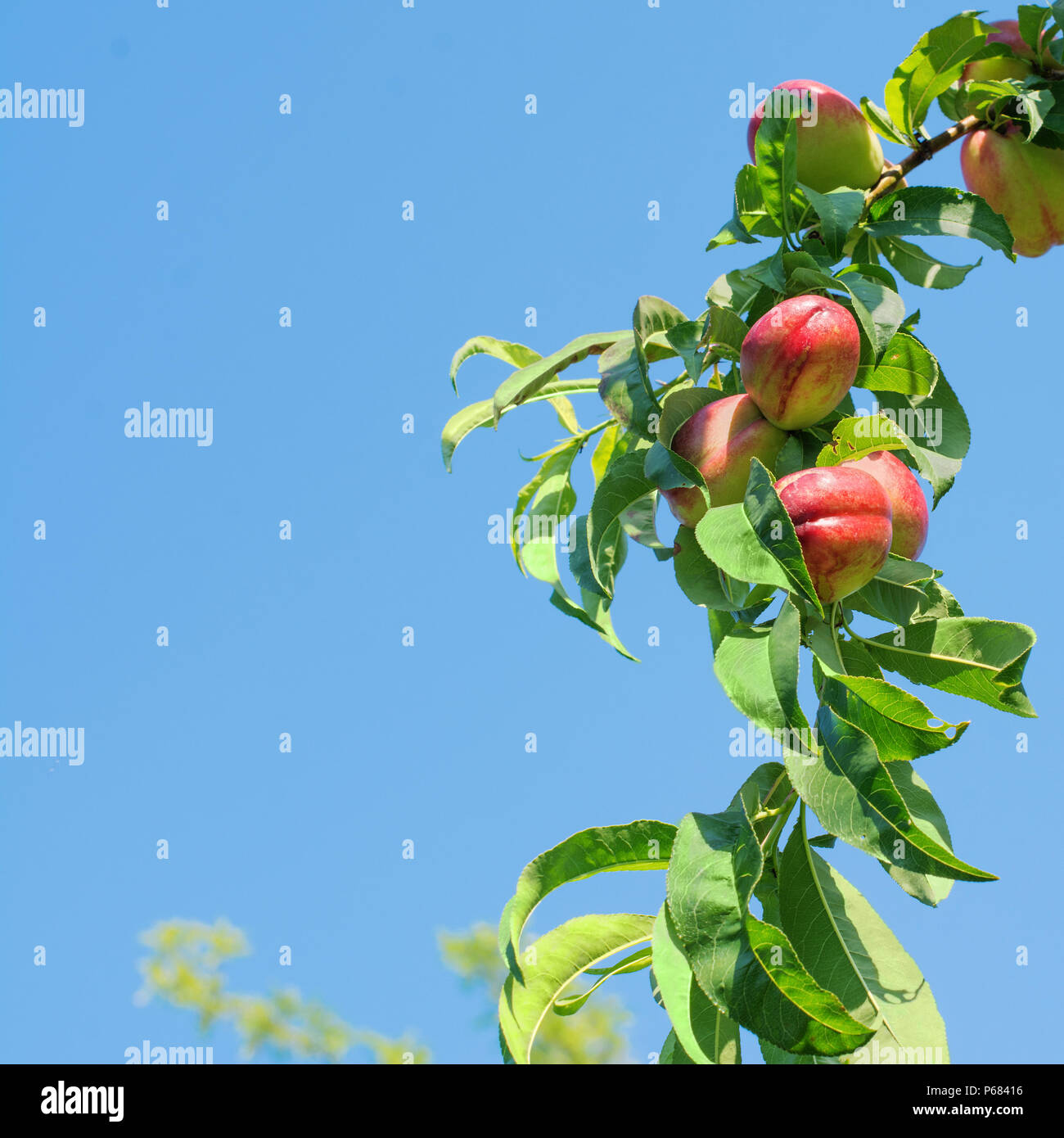 Nectarine tree hires stock photography and images Alamy