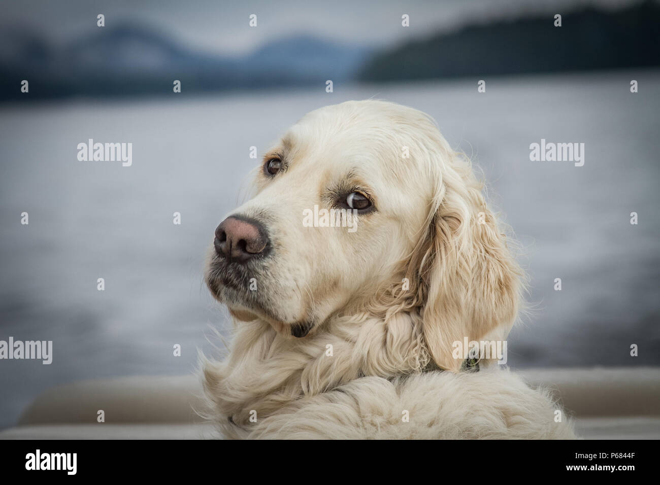 White Golden Retriever with funny expression on his face. Stock Photo