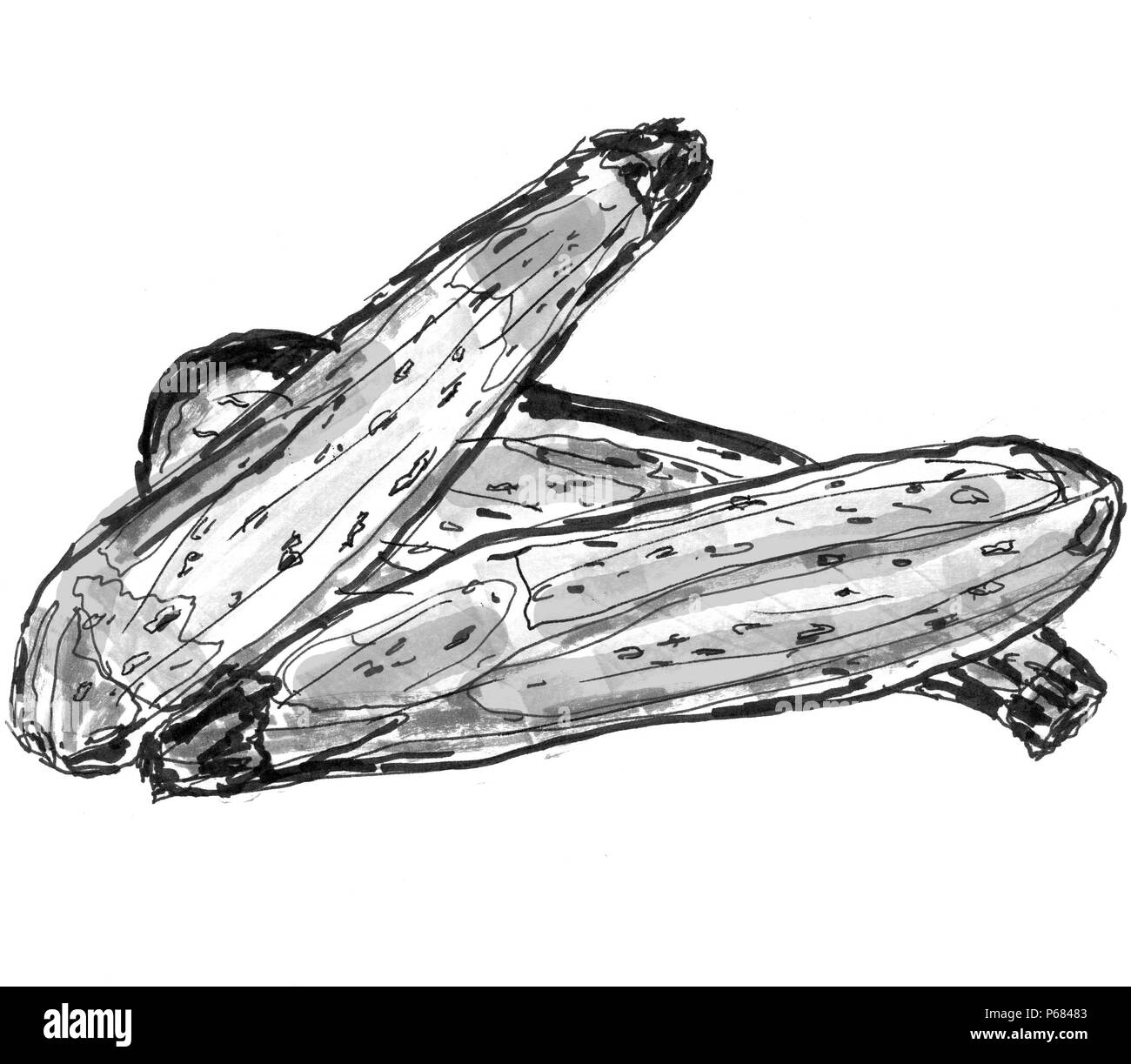 zucchini squash Stock Photo