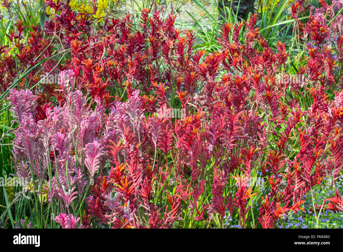 Kangaroo Paw Plant Stock Photo Alamy