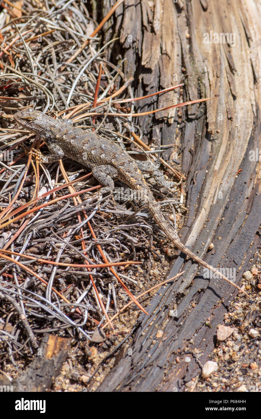 Plateau Lizard (Sceloporus undulatus) resting on pine needles, Castle Rock Colorado US. Stock Photo