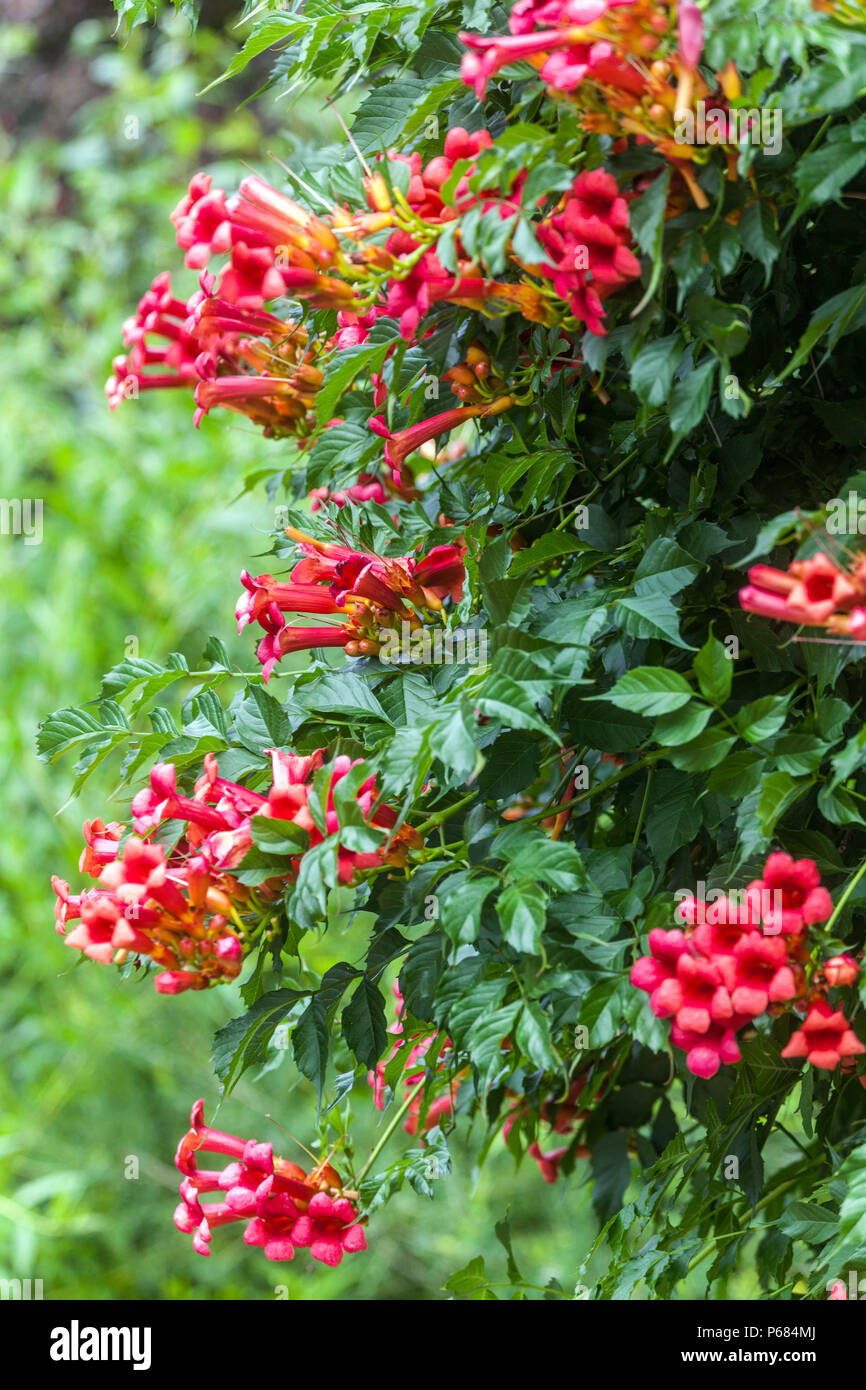 Trumpet creeper Trumpet vine Campsis radicans Climbing Campsis Flowering Creeper Red Flowers Garden Weeping Shrub Branches Overhanging Plants Summer Stock Photo